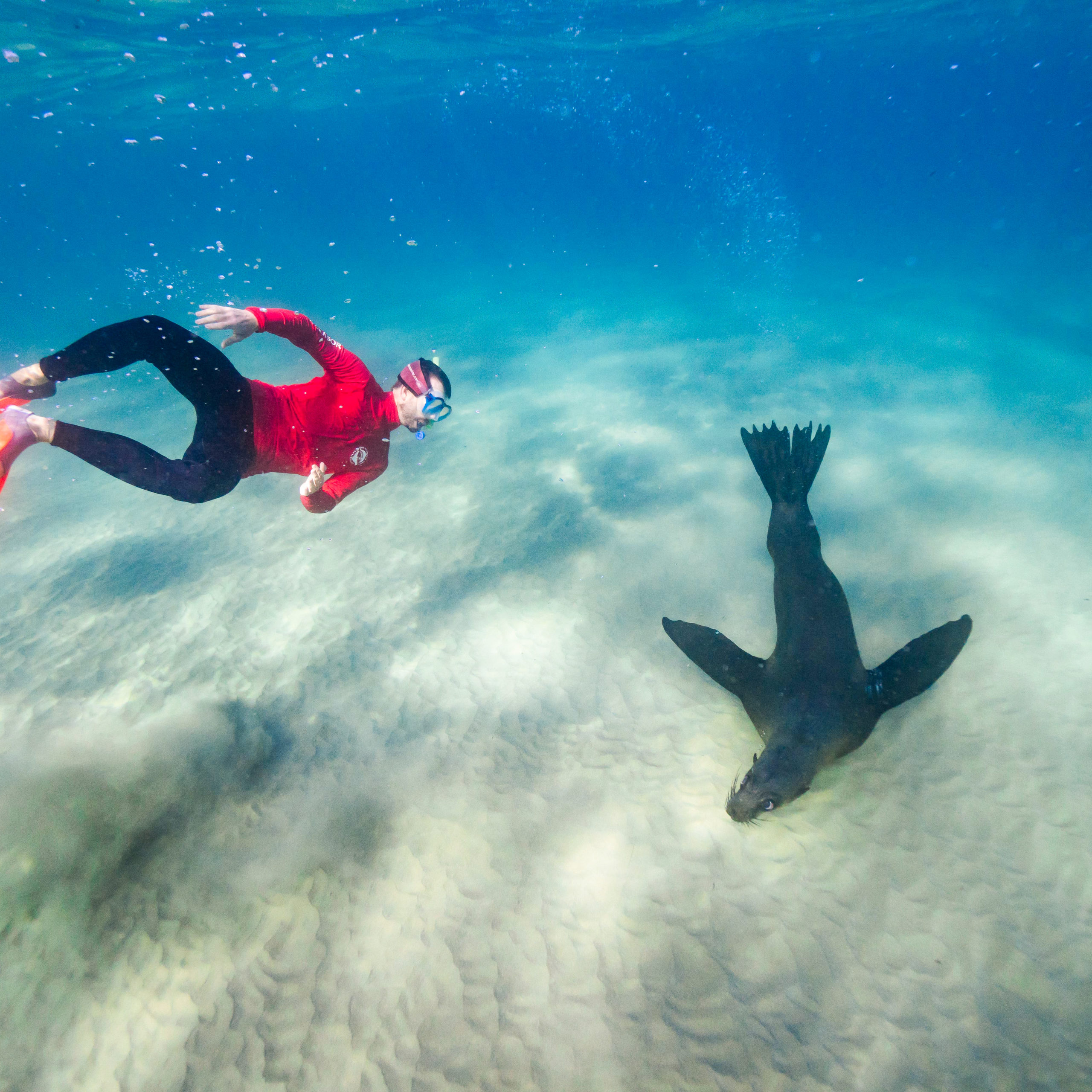 Scuba Diving With Dolphins - Free Spirit Ski & Scuba